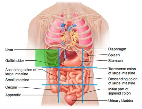 Abdominal Regions Flashcards | Quizlet