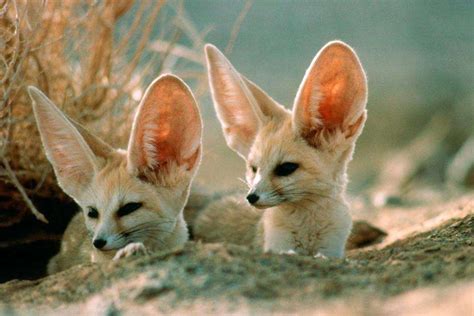 Desert wildlife Morocco Archives - Wild Morocco | where adventure begins