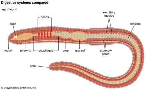 Earthworm Anatomy Model