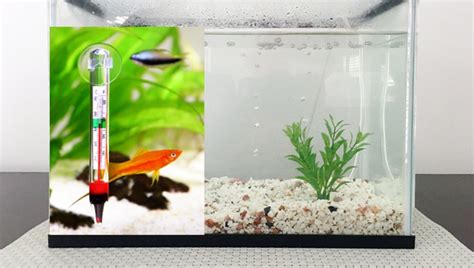 Betta Fish Water temperature, The Perfect Updated Guide 2024