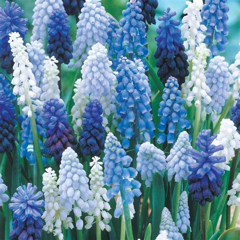 Van Bourgondien Grape Hyacinth Bulbs Mixture (50-Pack) 72749 - The Home Depot