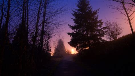 Download wallpaper 1920x1080 night, forest, fog, path, trees, sky full hd, hdtv, fhd, 1080p hd ...