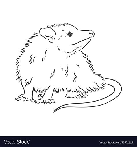 Sketch possum muzzle possum Royalty Free Vector Image