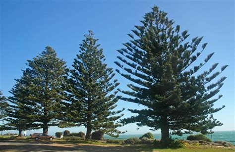 are australian pine trees poisonous - Sachiko Whipple