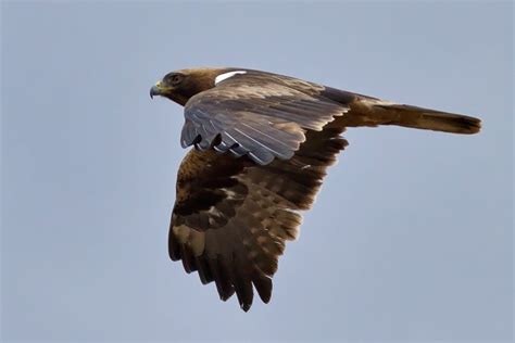 Booted-Eagle-spring_3698 | Focusing on Wildlife