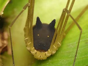 Bunny Harvestman Spider - an 8-Leg Species with a Dog Head - Odd Facts