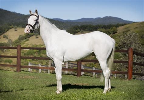 A white horse makes Queensland breeding history - Jim Pola Digital ...