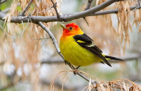 Western Tanager | Idaho Birds