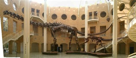 Argentinosaurus. | Natural history, Prehistoric animals, Largest dinosaur