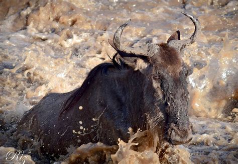 Wildebeest crossing a river in Maasai Mara | Smithsonian Photo Contest | Smithsonian Magazine