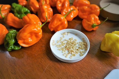 How To Save Pepper Seeds - Pepper Geek