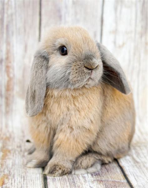 Holland Lop Rabbits For Sale | Riverside, CA #274518