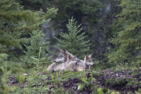 Wildlife photographer spends five years following a wild wolf pack in ...