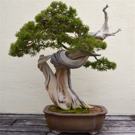 What Are Deadwood Bonsai Techniques? - Bonsai Tree Gardener