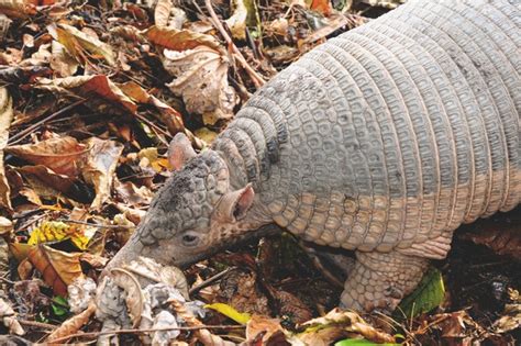 Giant armadillo Facts for Kids | IUCN SSC Anteater, Sloth and Armadillo Specialist Group