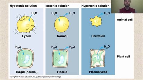 Hypertonic Hypotonic Isotonic Worksheet