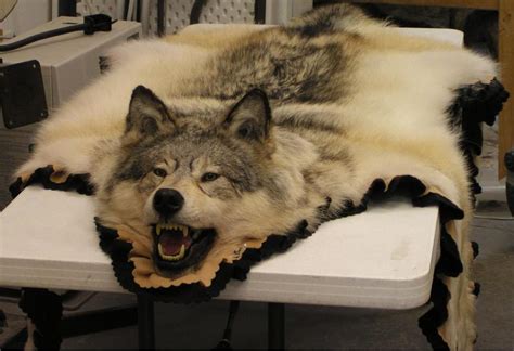 Wolf Rug | Alaska Precision Taxidermy