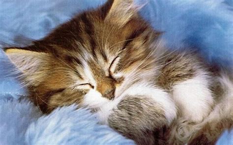 🔥 Free download Cute Kitten Kittens Wallpaper [1280x800] for your Desktop, Mobile & Tablet ...