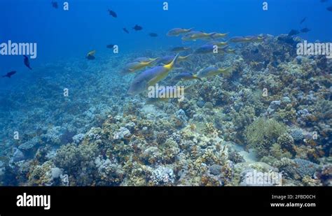 School of Goldsaddle goat fish swimming among the coral reef. Scuba ...