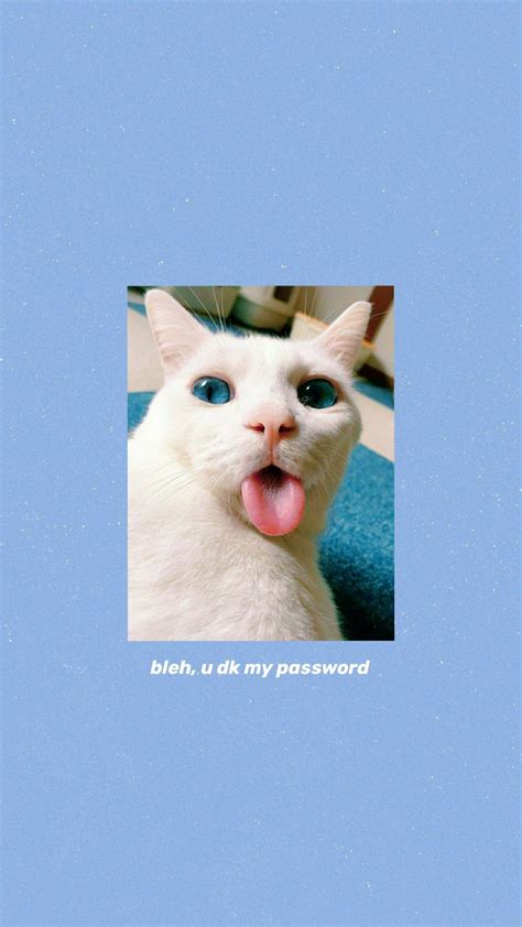 Cat Aesthetic Wallpaper