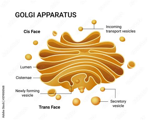 Vector Illustration of a Golgi apparatus structure. Educational ...