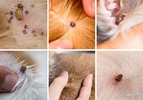 What Does a Tick Look Like on a Dog? – Top Dog Tips