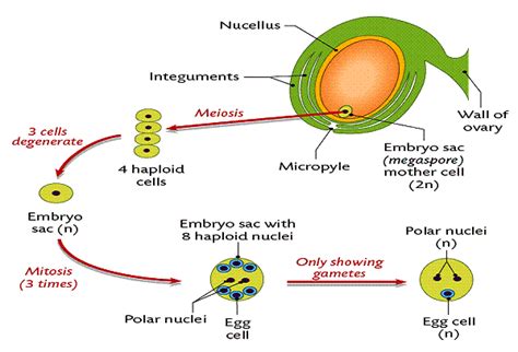 The Structure and Functions of Flowers