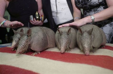 Some U.S. leprosy carried by armadillos - UPI.com