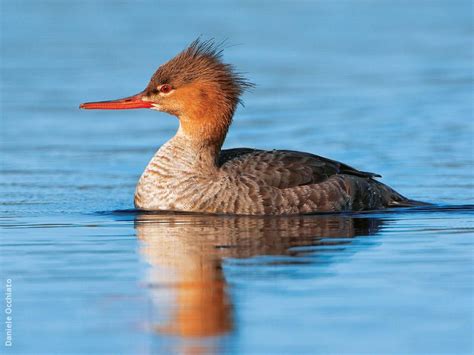 Red-breasted Merganser (Female, ITALY) | Red, Birds, Bird