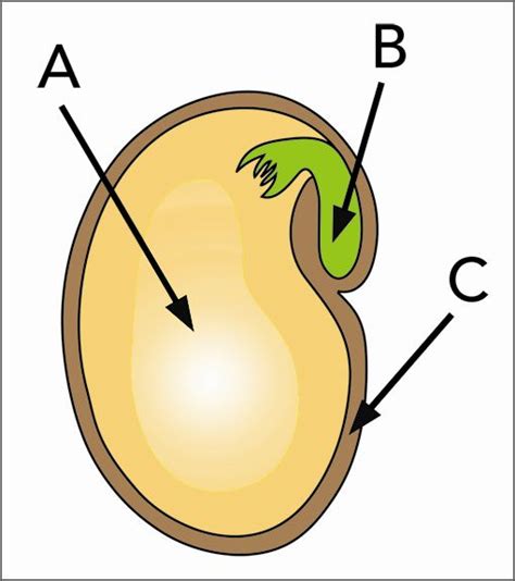 What Are the Parts of a Seed? - Science NetLinks | Afterschool activities, Seed science, Parts ...