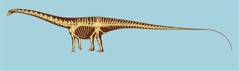 Diplodocus: Facts About the Longest Dinosaur | Live Science