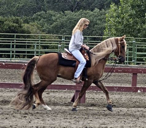 Kentucky Mountain Saddle horse | petmapz by Dr. Katz, Your veterinarian ...