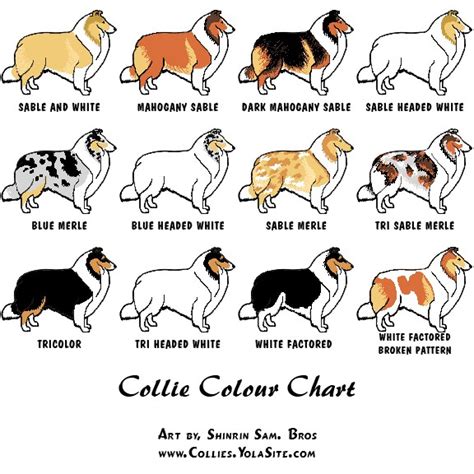 Collies - Colors