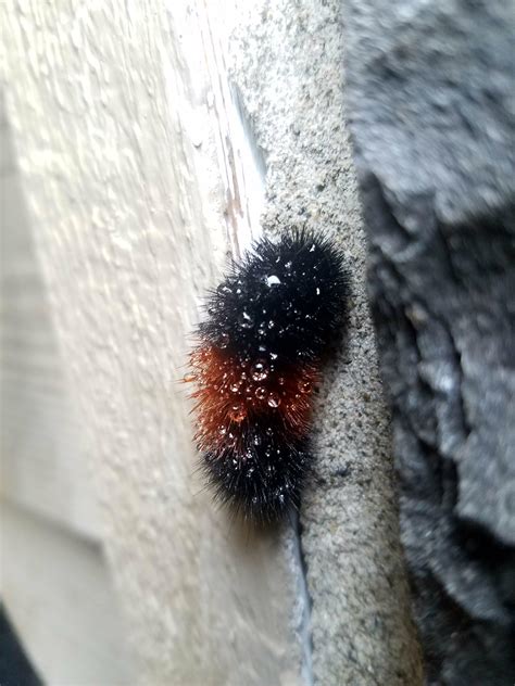 Woolly bear : r/whatsthisbug