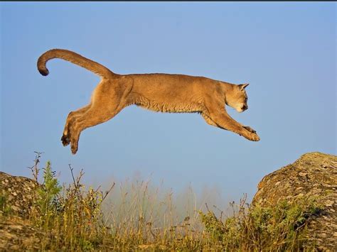 Mountain Lion Jumping Photograph by Scott Bourne