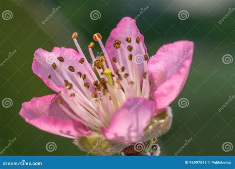 Peach blossom flower stock image. Image of view, petal - 96997545