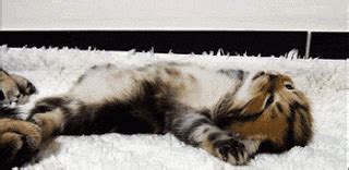 Cat Stretching GIF by Cheezburger - Find & Share on GIPHY