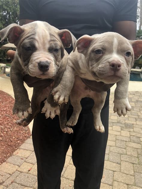 18 Excited American Bully Puppies Georgia Picture 4K - Bleumoonproductions