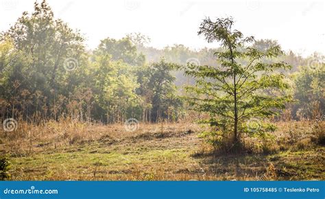 Edge of the forest stock image. Image of natural, tree - 105758485