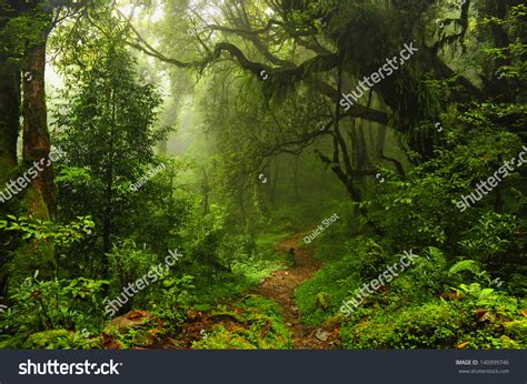 Subtropical Forest In Nepal Stock Photo 140999746 : Shutterstock