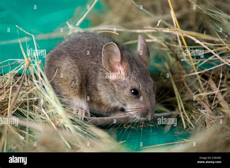 Bushy-tailed Woodrat, Packrat; or Woodrat, (Neotoma cinerea); a common rodent throughout the ...