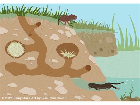 Cross section of a vole burrow by Sara Lynn Cramb on Dribbble