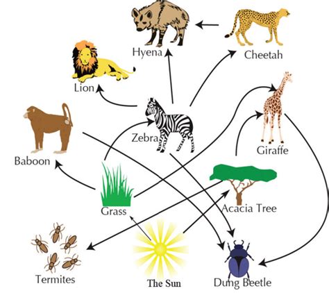 Food Chain/Web Diagram | Quizlet