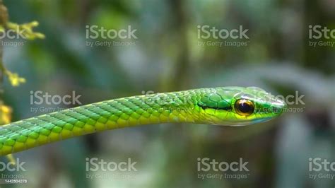 Leptophis Is A Genus Of Colubrid Snakes Commonly Known As Parrot Snakes Stock Photo - Download ...