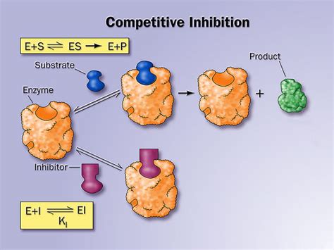 What is competitive inhibition ? Give an example.