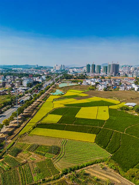 稻田素材-稻田模板-稻田图片免费下载-设图网