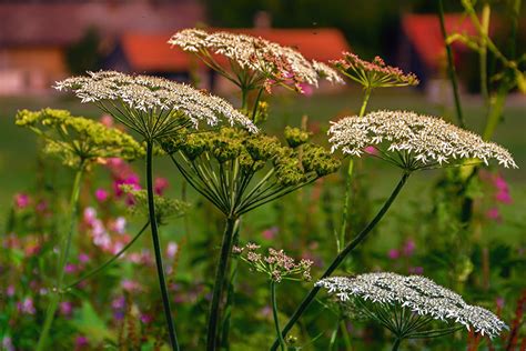 46 Deer Resistant Plants to Keep Your Garden Safe