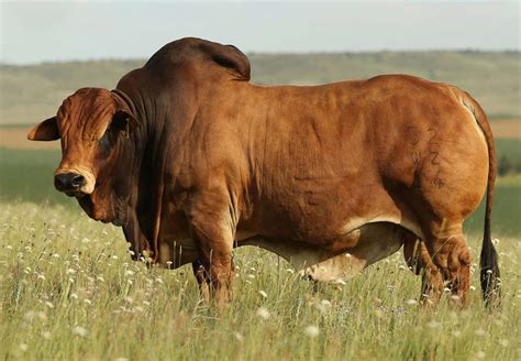 Jumbo the Boran bull sells for a record R2,3 million | Businessinsider ...