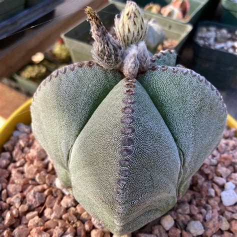 Astrophytum Seeds - Etsy