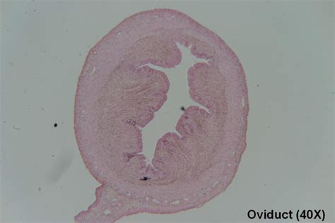 Oviduct – Tutorial – Histology Atlas for Anatomy and Physiology